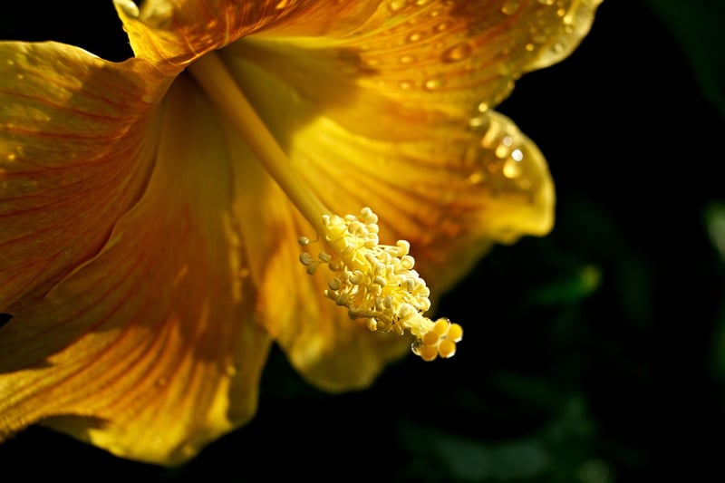 Vibrant Yellow Decor